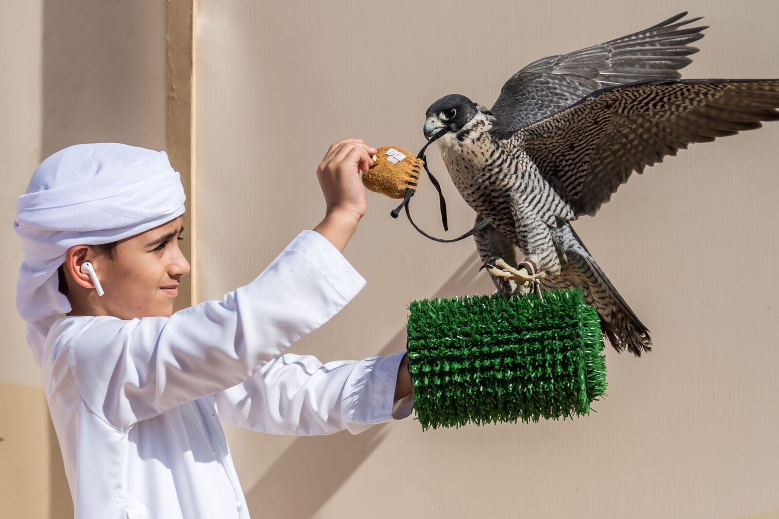 The Young Falconer - a short story by the Hamdan bin Mohammed Heritage Centre